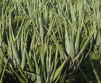 抜け毛解消・アロエ